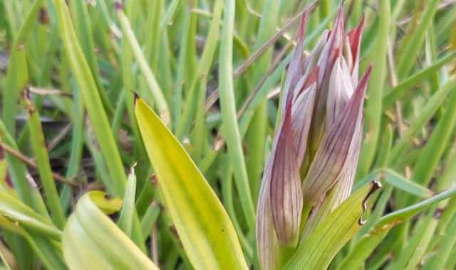 Rinvenuta in Salento un'orchidea sinora sconosciuta:  la rosea "Serapias ausoniae"